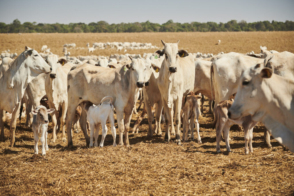 Fazenda Roncador has part of the platform since 2008. The following year, it signed its first social and environmental adjustment commitments. 