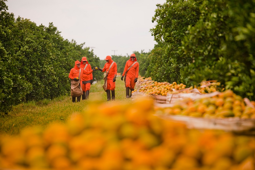 The sector employs many temporary workers in the orange harvest and, therefore, requires special attention to labor relations.