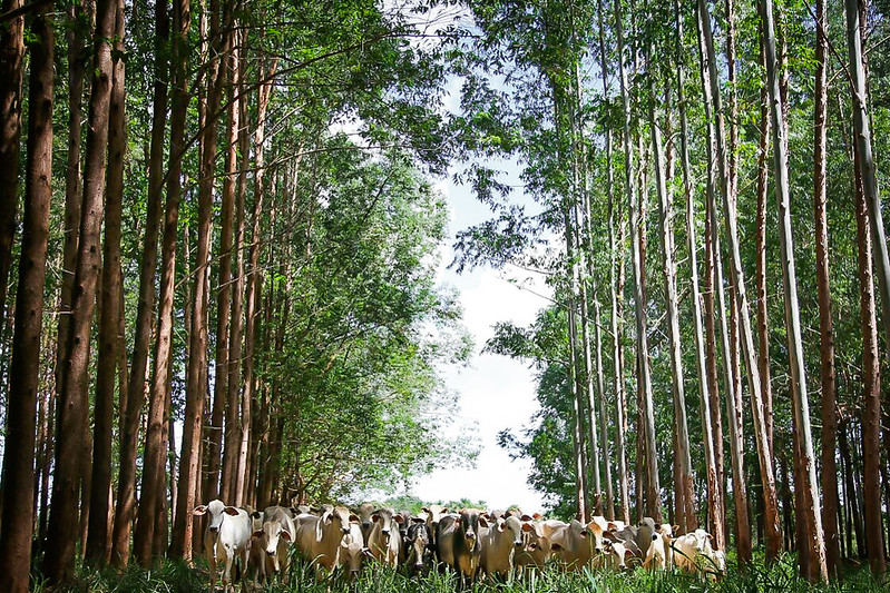 Cattle raised under the ILPF (Crop-Livestock-Forest Integration) system (Photo: CNA System/Tony Oliveira)