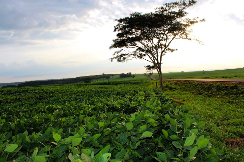 O CAR oferece ao produtor rural segurança jurídica com a comprovação da regularidade ambiental,