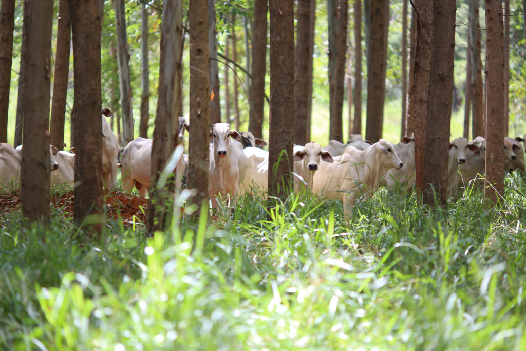 Whether in rotation, consortium, or succession, the ILPF strategy but in the medium and long term, it increases productivity, the income of rural producers, and social and environmental gains.