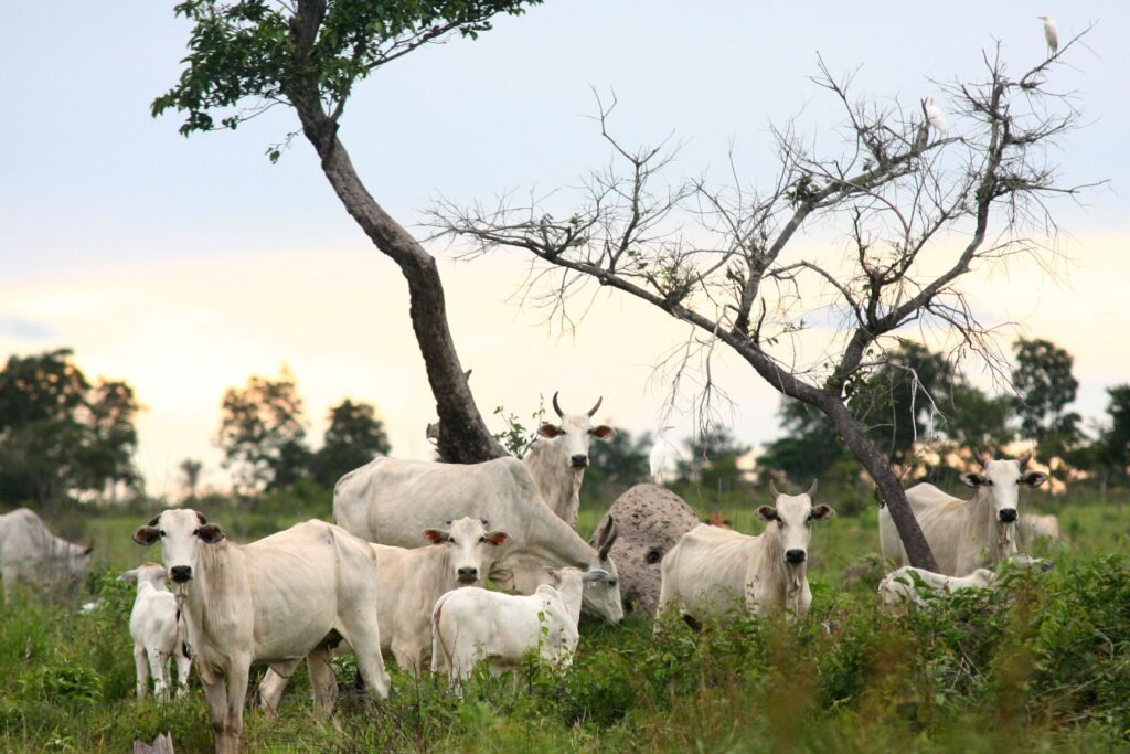 Promoting sustainable land use and the potential to transform what happens in the fields spurred international support for the platform through the Partnerships for Forests (P4F) program.