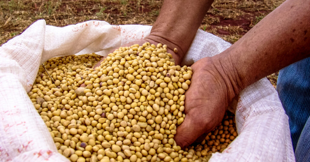 A soja responsável é aquela que é produzida de forma sustentável