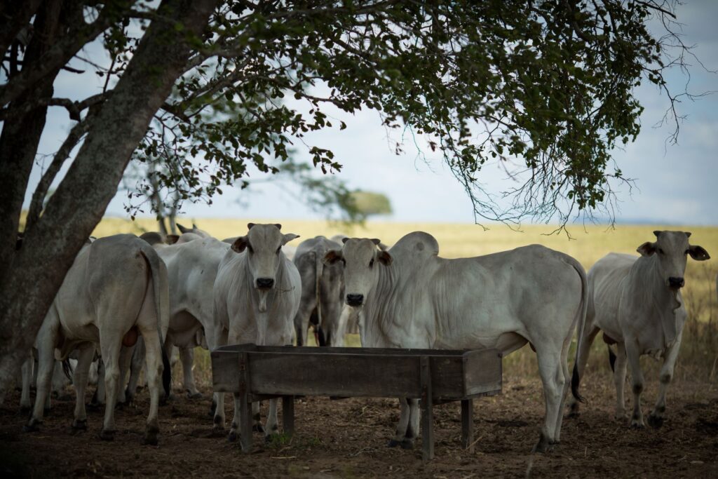 couro2 | Planeta Campo