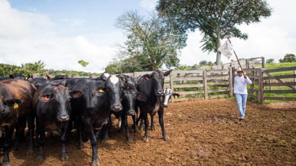 Os primeiros passos do bem-estar animal