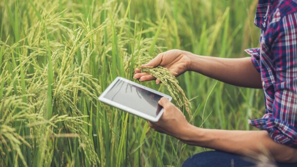 5 apps úteis e gratuitos para o dia a dia no campo