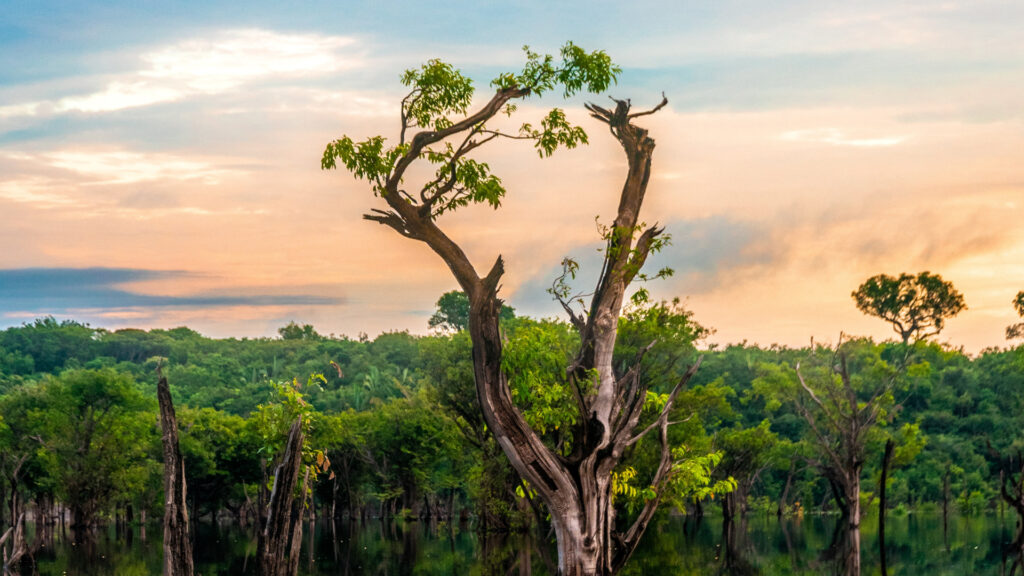 Tipos de vegetação. Os principais tipos de vegetação do Brasil