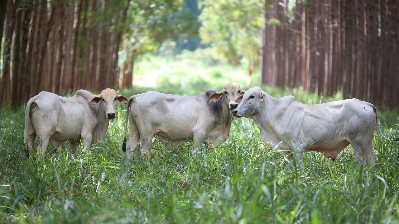 A temperatura certa da produtividade