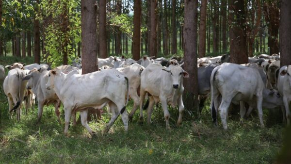 No eldorado das pastagens, conversão e conservação têm de estar lado a lado