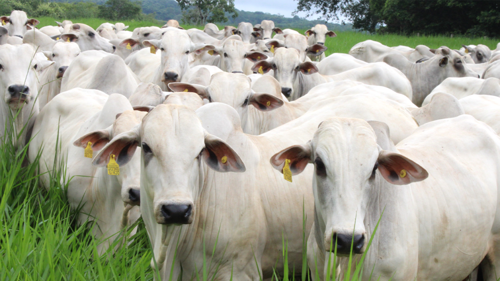 Bem-estar animal e manejo racional: Um caminho sem volta para a pecuária sustentável