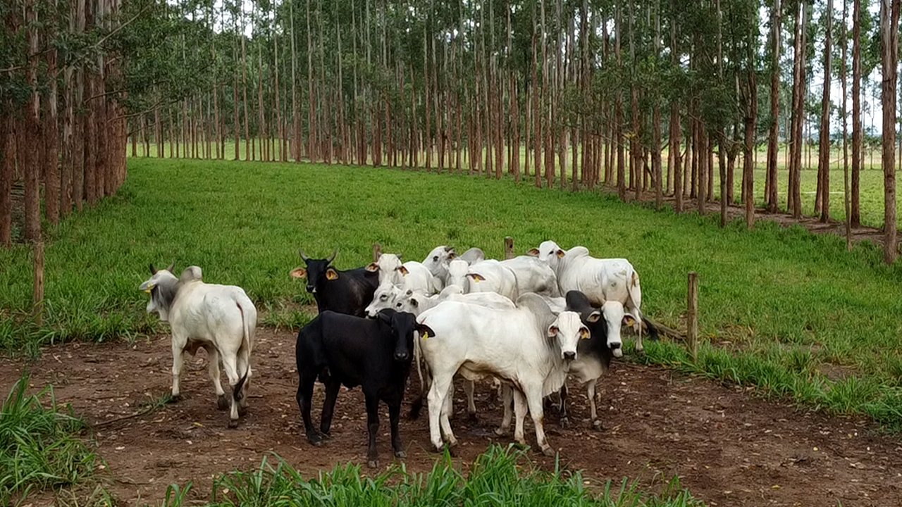 Três caminhos para uma pecuária mais sustentável