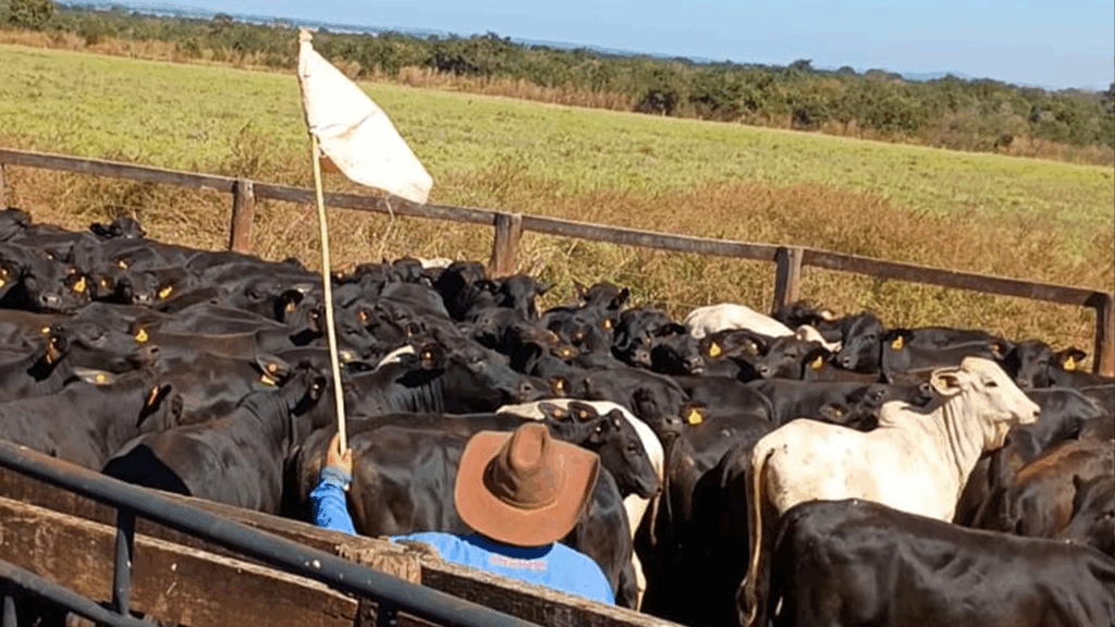 Gestão humana na pecuária: O segredo para produtividade e lucro
