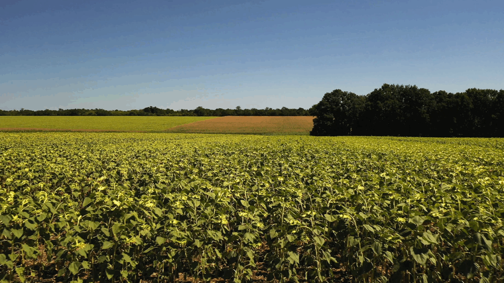 Agricultura regenerativa: 5 práticas para recuperar o solo e aumentar a resiliência das lavouras