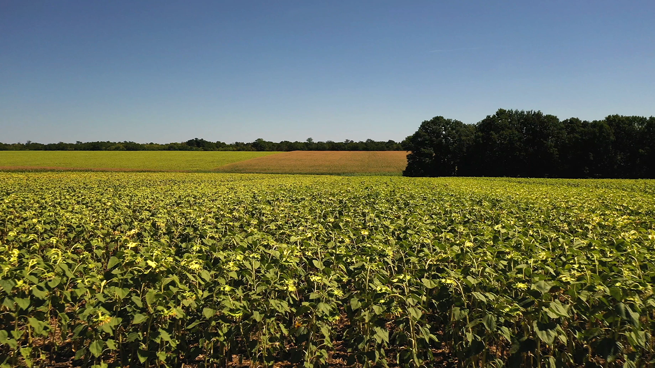 Agricultura regenerativa: 5 práticas para recuperar o solo e aumentar a resiliência das lavouras