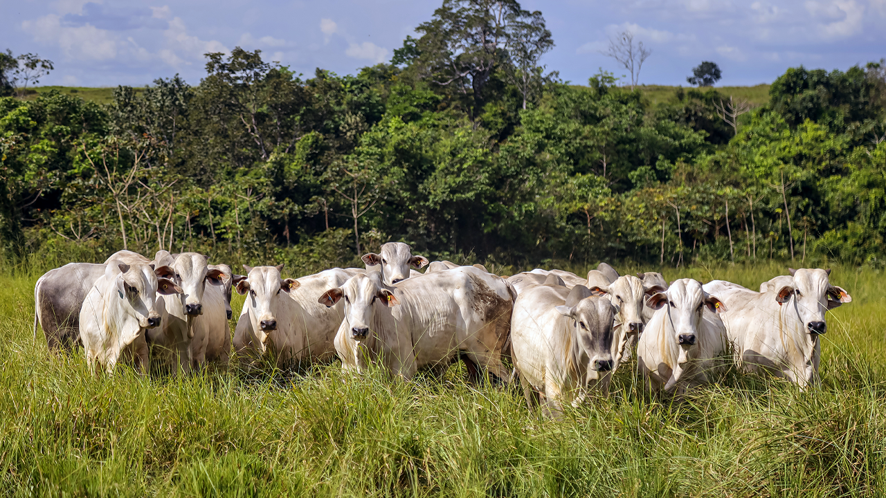 Pecuária regenerativa: Rentabilidade e sustentabilidade no mesmo pasto