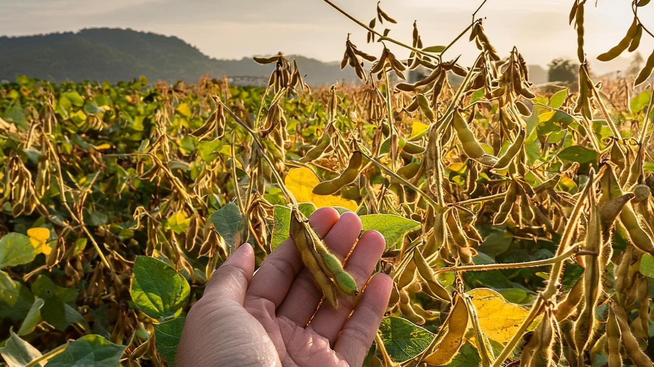 Agricultura regenerativa: muito além da modinha
