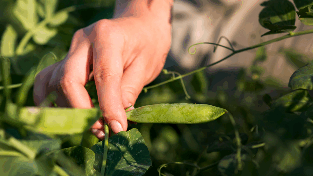 Brasilseg e consórcio Reg.IA iniciam parceria para adaptar seguros rurais à agricultura regenerativa