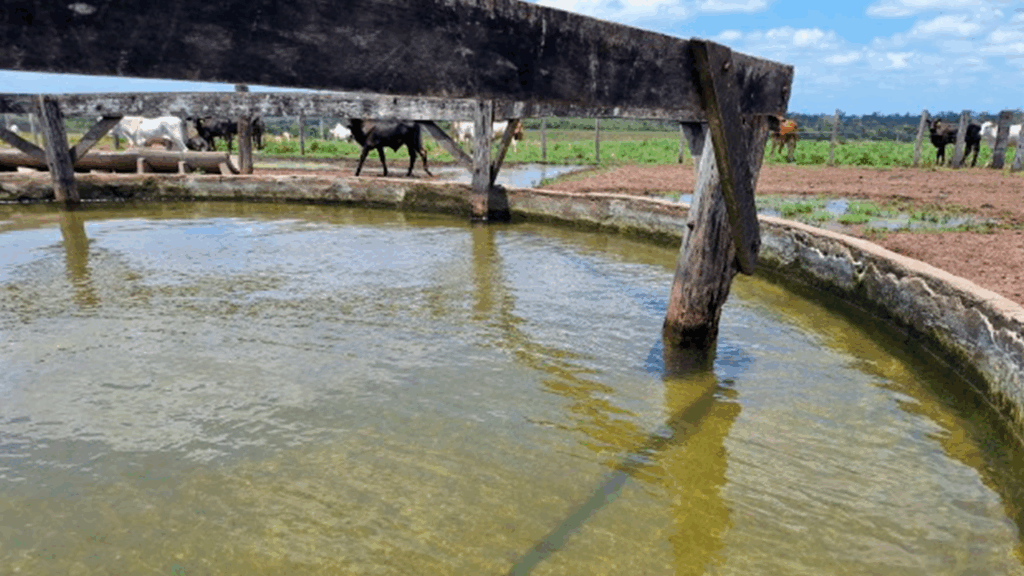 Conformidade ambiental e social: O diferencial que fortalece a produção pecuária
