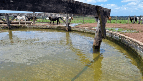Conformidade ambiental e social: O diferencial que fortalece a produção pecuária