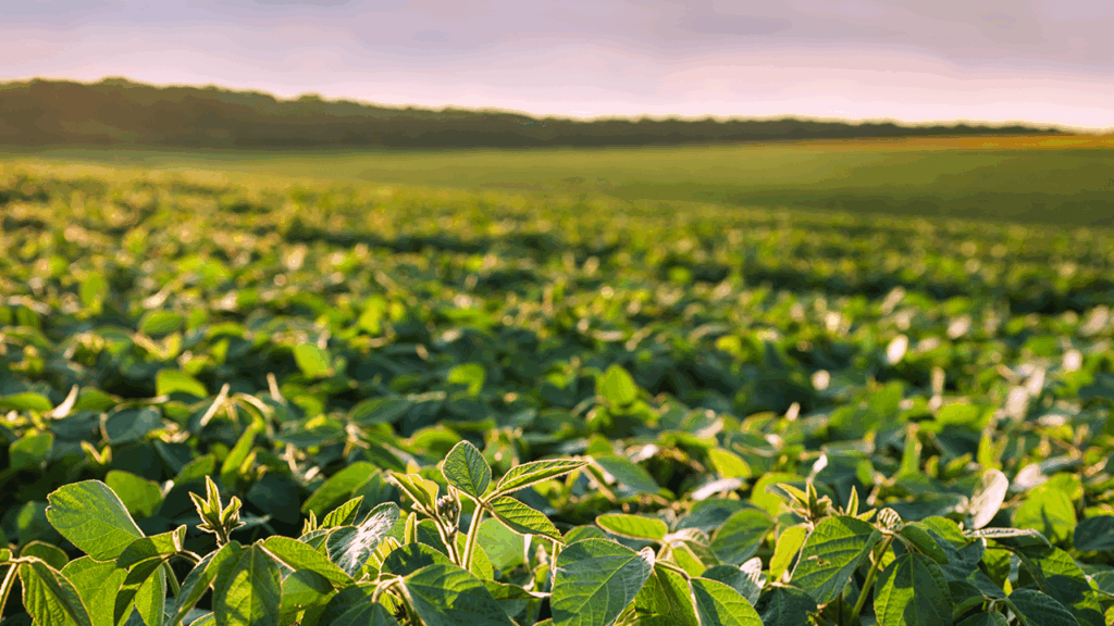 Proforest se une ao Reg.IA para fortalecer a agricultura regenerativa no Brasil