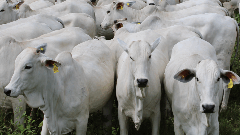 Do bloqueio do frigorífico à retomada da comercialização: Entenda como funciona o processo de requalificação no Pará