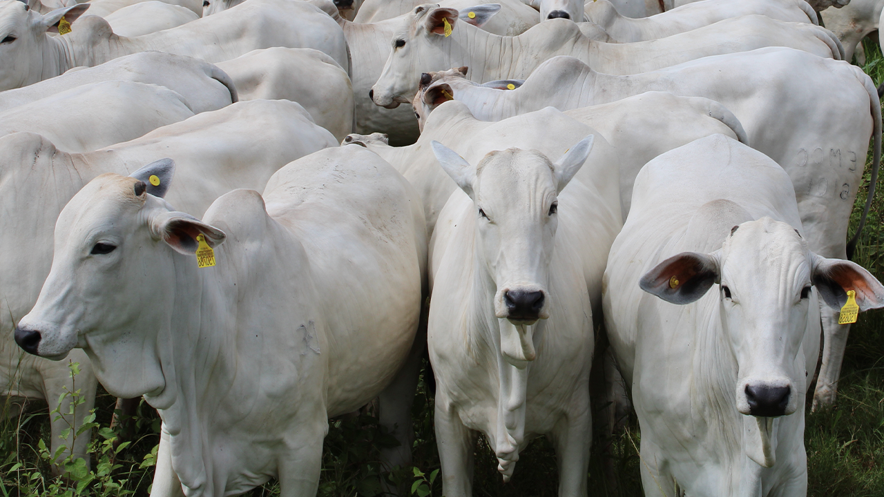 Do bloqueio do frigorífico à retomada da comercialização: Entenda como funciona o processo de requalificação no Pará