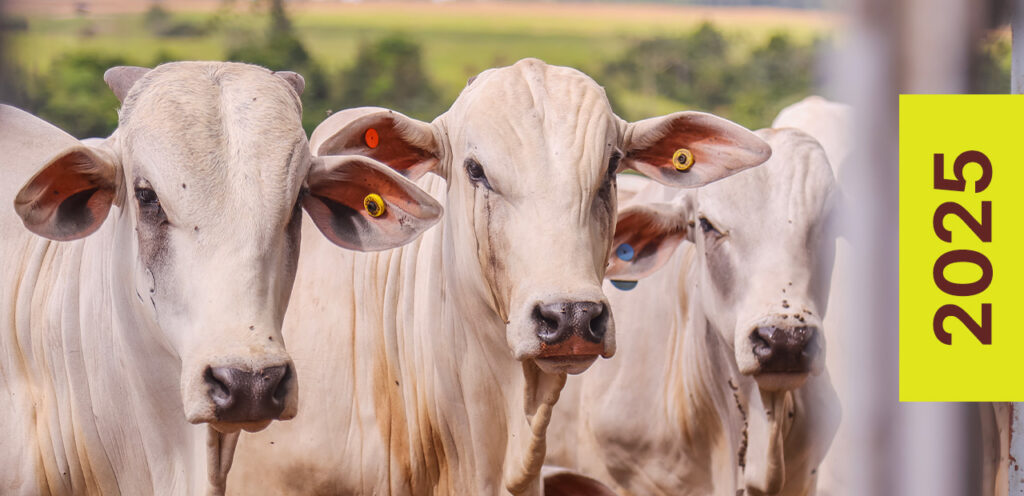 As lições da pecuária que inspira As lições da pecuária que inspira