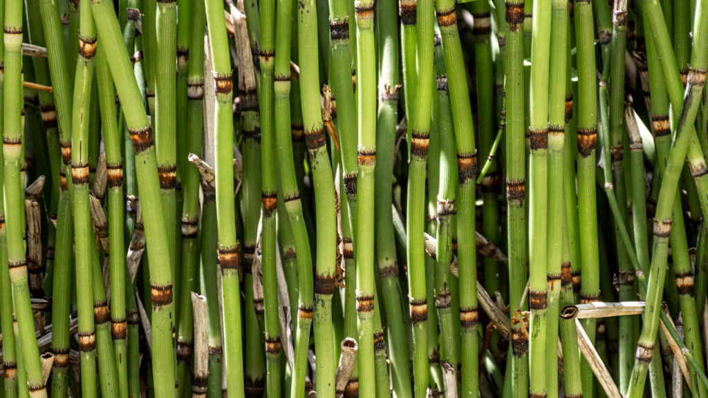 Calendário do Agro | Janeiro 2026