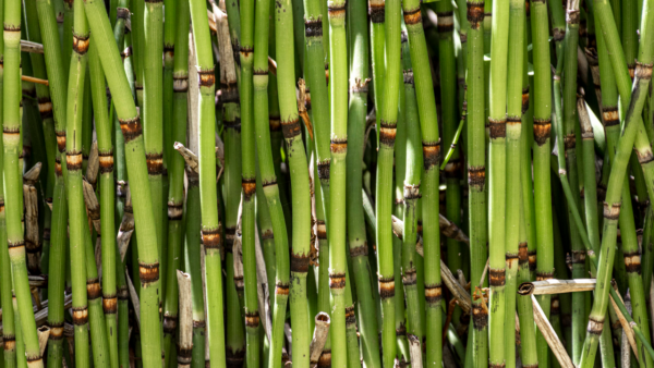 Calendário do Agro | Janeiro 2026