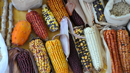 O guia das sementes: o que está por trás da qualidade e do tratamento das sementes?