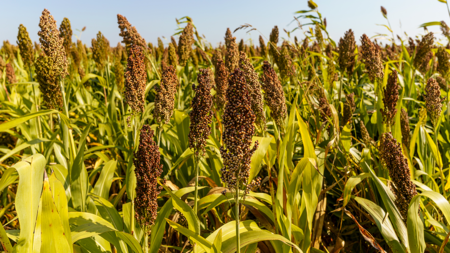 A ascensão do sorgo: resiliência climática e estratégia econômica na safrinha brasileira