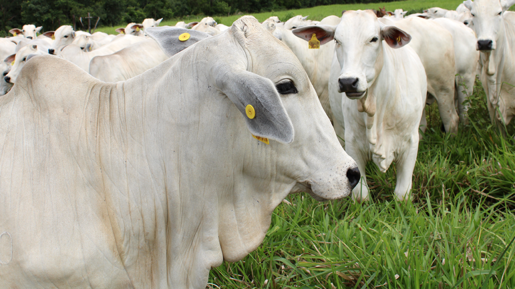 Rastreabilidade total até 2032: O horizonte da pecuária brasileira e o papel estratégico da rastreabilidade individual