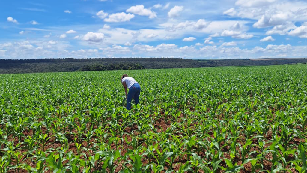 Segundo ano do Consórcio Reg.IA: convertendo ciência e dados em resultados para a rotina da fazenda
