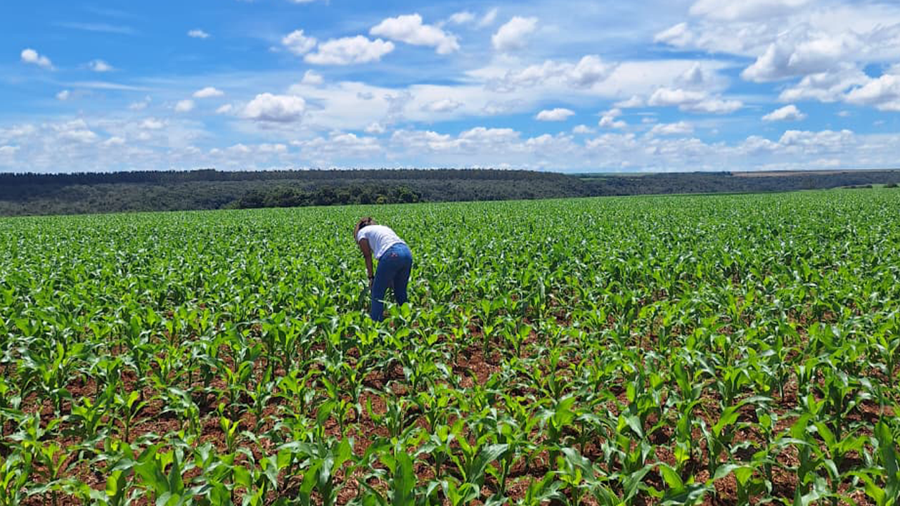 Segundo ano do Consórcio Reg.IA: convertendo ciência e dados em resultados para a rotina da fazenda