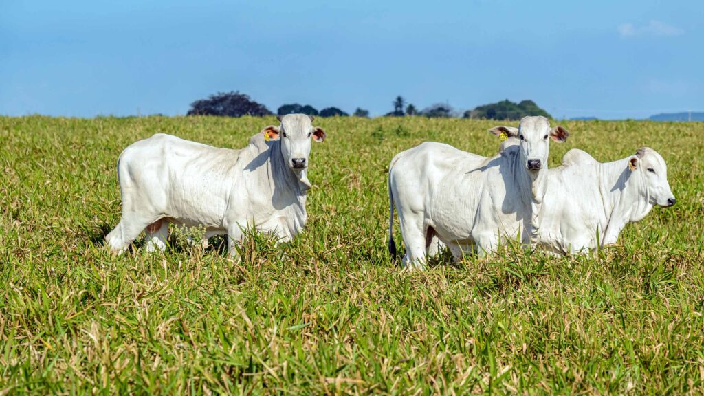 Restrições da União Europeia à carne brasileira: como o Bov.IS, da Produzindo Certo, pode auxiliar o pecuarista para as novas exigências do mercado