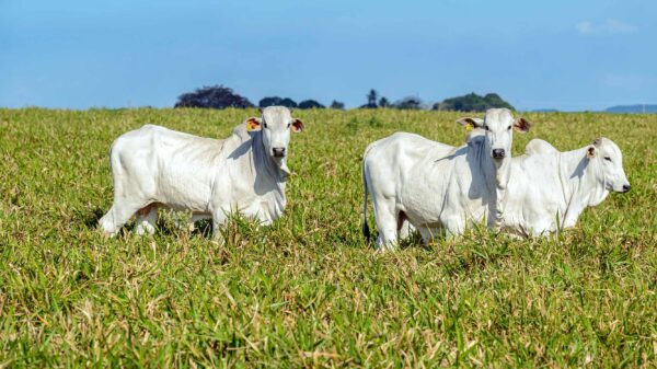 Restrições da União Europeia à carne brasileira: como o Bov.IS, da Produzindo Certo, pode auxiliar o pecuarista para as novas exigências do mercado