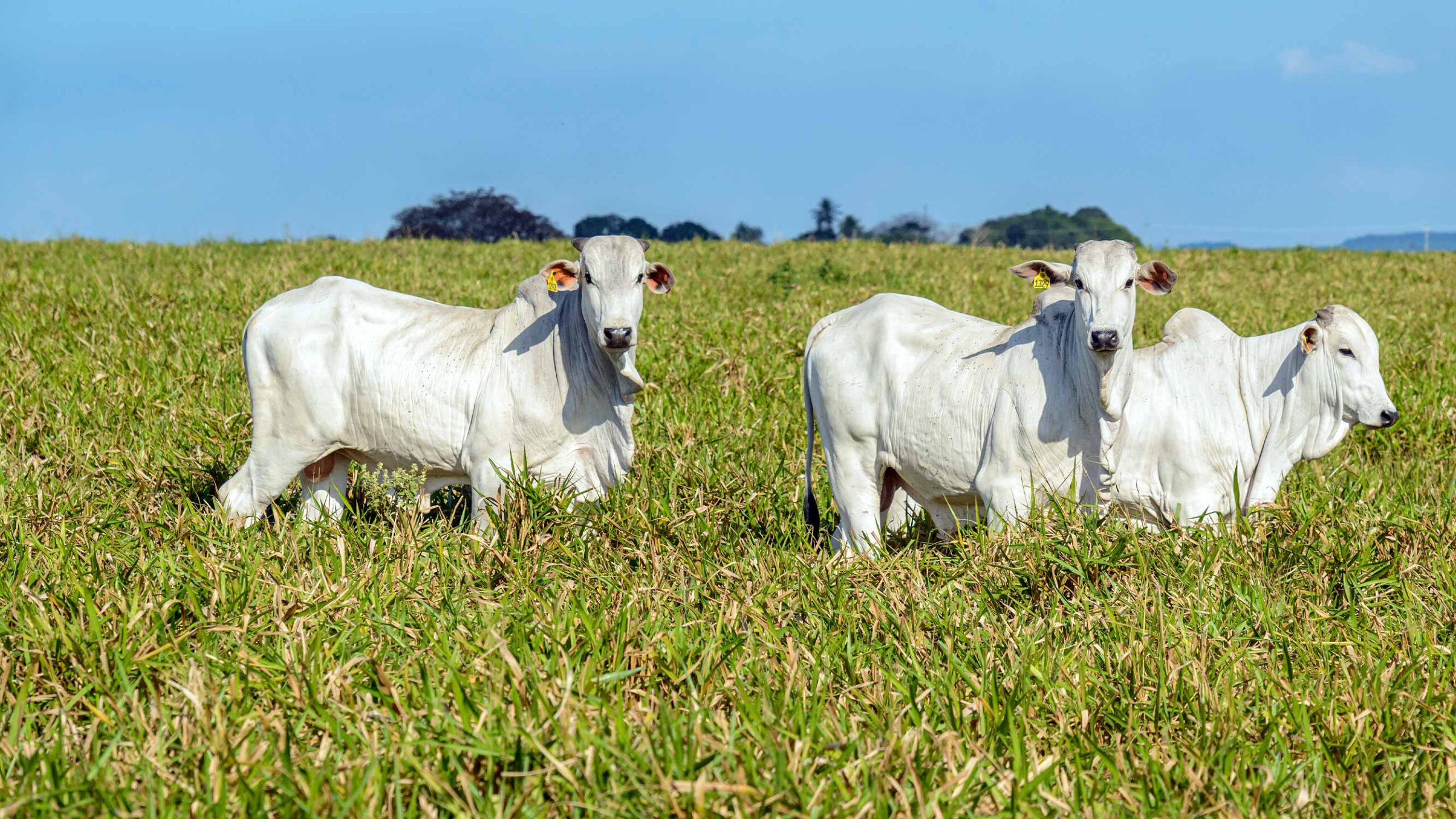 Restrições da União Europeia à carne brasileira: como o Bov.IS, da Produzindo Certo, pode auxiliar o pecuarista para as novas exigências do mercado Restrições da União Europeia à carne brasileira: como o Bov.IS, da Produzindo Certo, pode auxiliar o pecuarista para as novas exigências do mercado