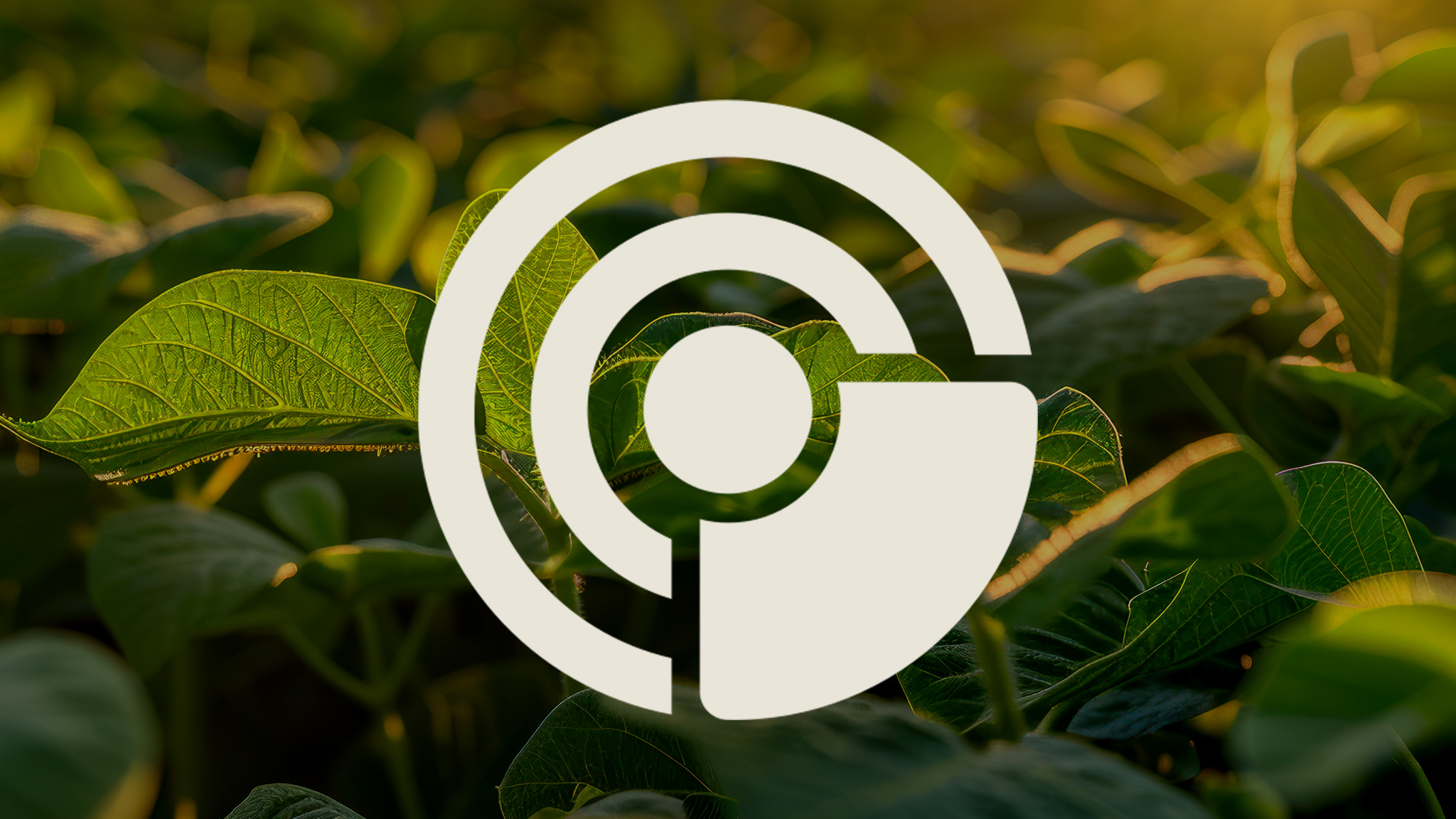 Radar PC: O que a Conferência Internacional RTRS sinaliza para o futuro da soja sustentável