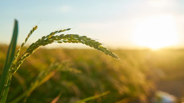 calendário do agro outubro de 2026