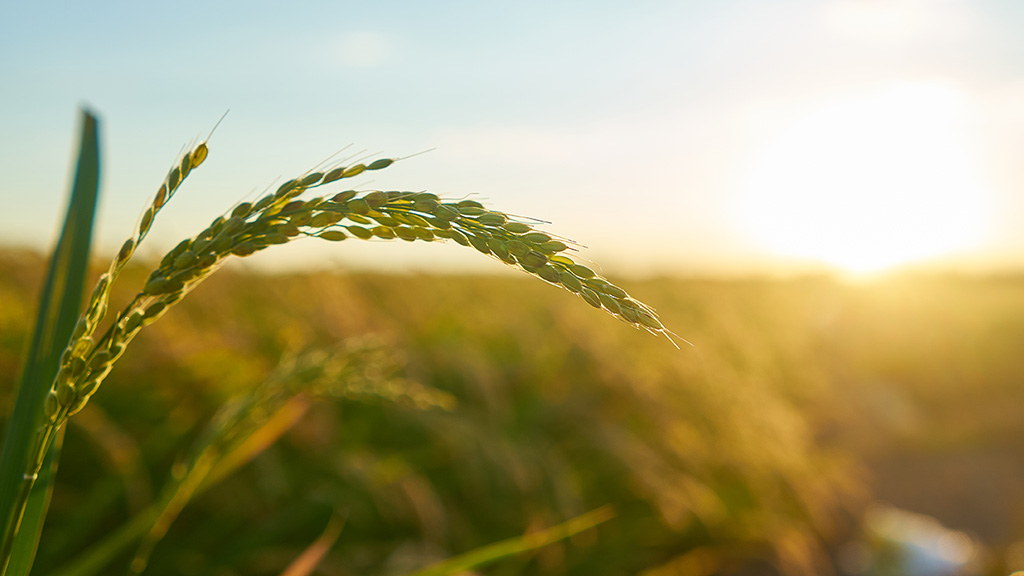 Calendário do Agro | Outubro 2026