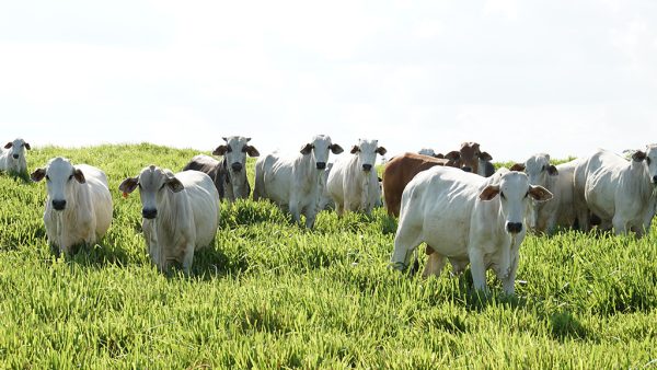 Valorizar para Transformar em Paragominas